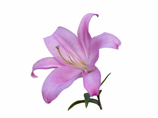 Fototapeta na wymiar Delicate violet Lily isolated on white background. Beautiful still life. Flower in the shape of a star. Spring time. Flat lay, top view