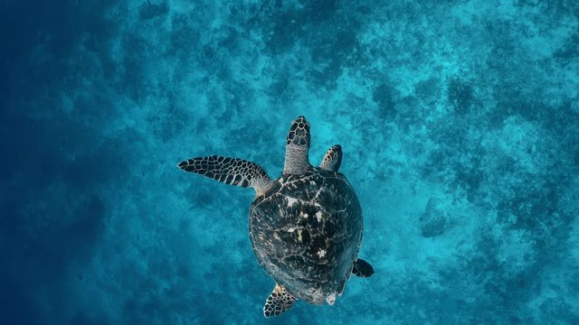 Marine in the wildlife. Large beautiful sea turtle swims and sinks to bottom in blue water. Scuba diving green turtle in sea alone. Concept of underwater relaxation and entertainment on vacation.