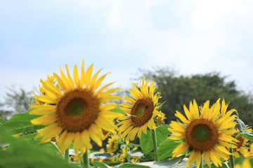 bluesky and sunflowers  in the park ,japan ,chiba 