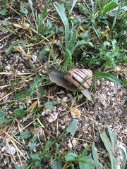 snail on the grass