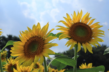 bluesky and sunflowers  in the park ,japan ,chiba 