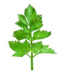 stalk and celery leaf on a white background.