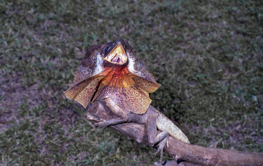 L&eacute;zard &agrave; collerette, australie du nord.
