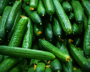 Long green ripe cucumbers in large quantities lie in the grocery store, illuminated by light. A rich harvest of healthy vegetables. Vegetarianism.