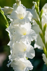 Fototapeta na wymiar White Gladiolus flower in garden. Representation to Splendid Beauty and promise