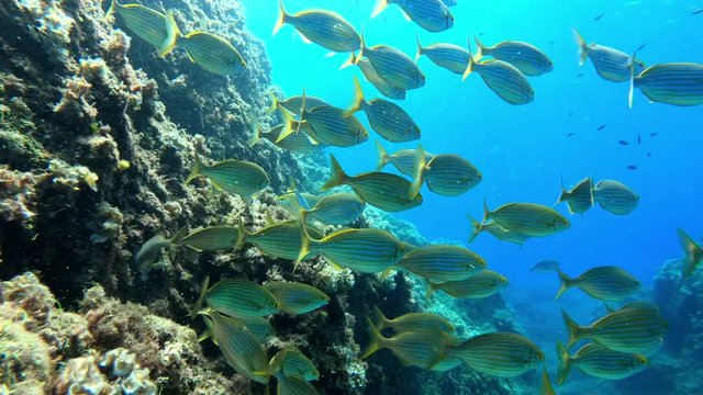Group of Oblade fish  swimming at reef through corals in calblanque beach at the mediterranean sea.