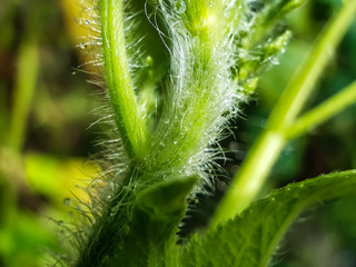 Drops of water are falling under the leaves of the green tree and the light is being reflected.