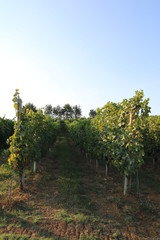 Fototapeta na wymiar vineyards in italy , europe 