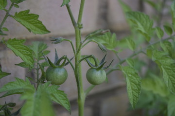 Knowledge is knowing that a tomato is a fruit