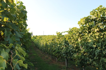 Fototapeta na wymiar grapes , vineyards in italy , europe 