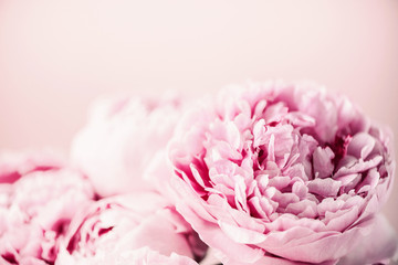 Pink peony flower on pastel background. Copy space. Floral composition. Wedding, birthday, anniversary bouquet. Woman day, Mother's day. Macro of peonies flowers