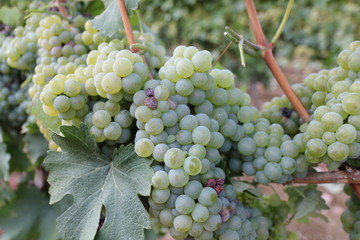 grapes , vineyards in italy , europe 