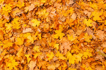Background of Autumn leaves on the ground