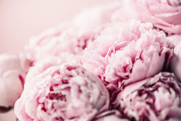 Pink peony flower on pastel background. Copy space. Floral composition. Wedding, birthday, anniversary bouquet. Woman day, Mother's day. Macro of peonies flowers