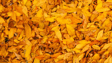 Background of Autumn leaves on the ground