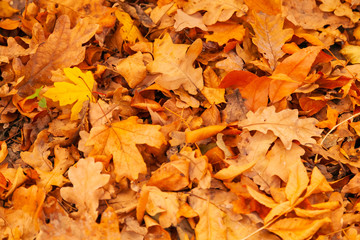 Background of Autumn leaves on the ground