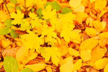 Naklejka na ściany i meble Background of Autumn leaves on the ground