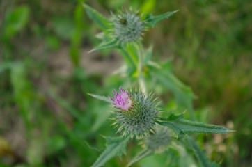 thistle flower on green background
