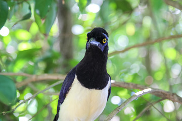 Gralha de crista - Crow