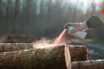 Forestry technician marking logs for firewood with red aerosol paint