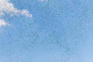 confetti green white in the sky