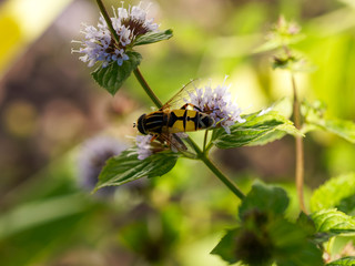 (Helophilus trivittatus) L'hélophile à bandes-grises. Magnifique syrphe au thorax couleur jaune citron, bandes longitudinales noires, bande faciale jaune et abdomen plat