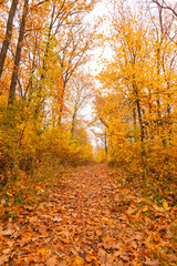 Pathway through autumn forest, among trees and shrubs, photography from the ground