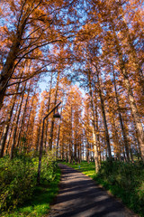 Obraz premium 秋の水元公園