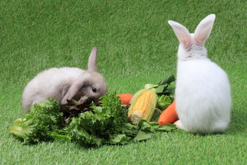 Easter bunny eating organic vegetable on Green Yard