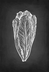 Chalk sketch of lettuce.