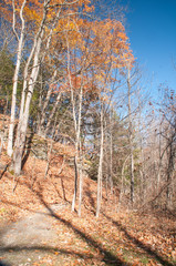 autumn forest in the morning