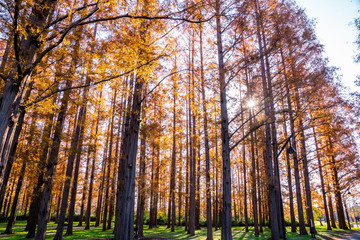 Fototapeta premium 秋の水元公園