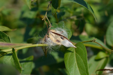 White swallow-wort
