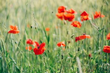 Field of bright red poppy flowers. Summer time. Background with copy space. Blooming poppies garden. Colorful meadow