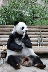 Sweet Panda is Holding Bamboo Shoot, Thailand