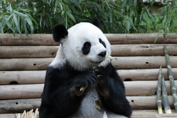 Fototapeta premium Sweet Panda is Holding Bamboo Shoot, Thailand