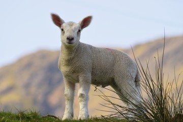 lamb in the meadow