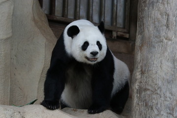 Fototapeta premium Female Giant Panda in Thailand, Lin Hui 