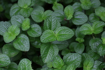 close up of mint in the Garden