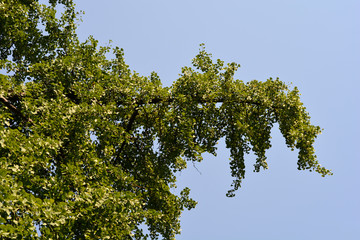 Ginkgo leaves