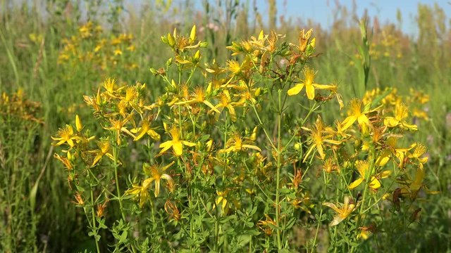 Yellow flowers of the St John's wort (Hypericum perforatum).