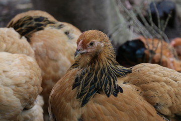 Close up Giant Chicken, Brahma Chicken