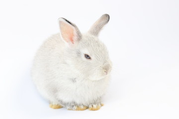 Close up Little Grey Bunny Rabbit on White background