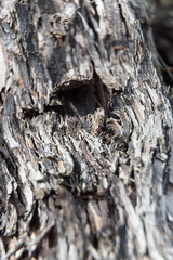 detailed knobby bark trunk of an old tree