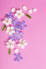 spring  flowers on pink background
