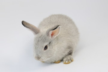 Close up Little Grey Bunny Rabbit on White background