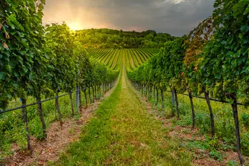 Fotobehang Schitterende zonsondergang over mooie groene wijngaarden in lager Oostenrijk © babaroga