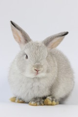Close up Little Grey Bunny Rabbit on White background