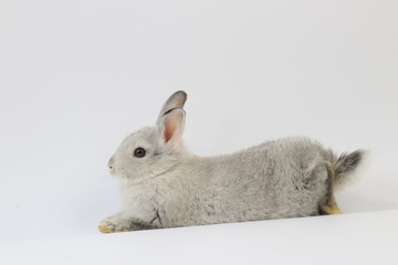 Close up Little Grey Bunny Rabbit on White background