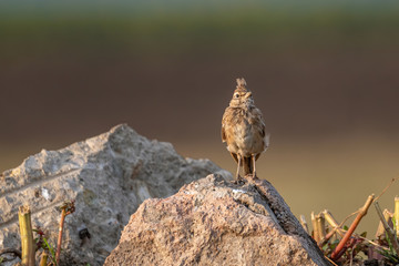 Crested Lark or Galerida Cristata outdoor in nature